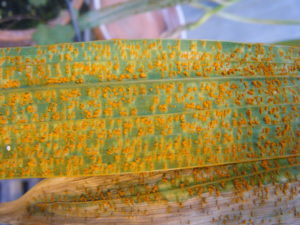 Rust pustules on gladiolus leaf