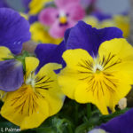 Pansies