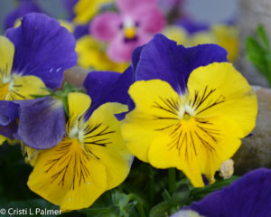 Pansies