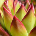 Closeup of succulent foliage