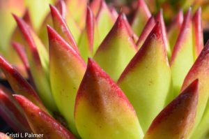 Closeup of succulent foliage