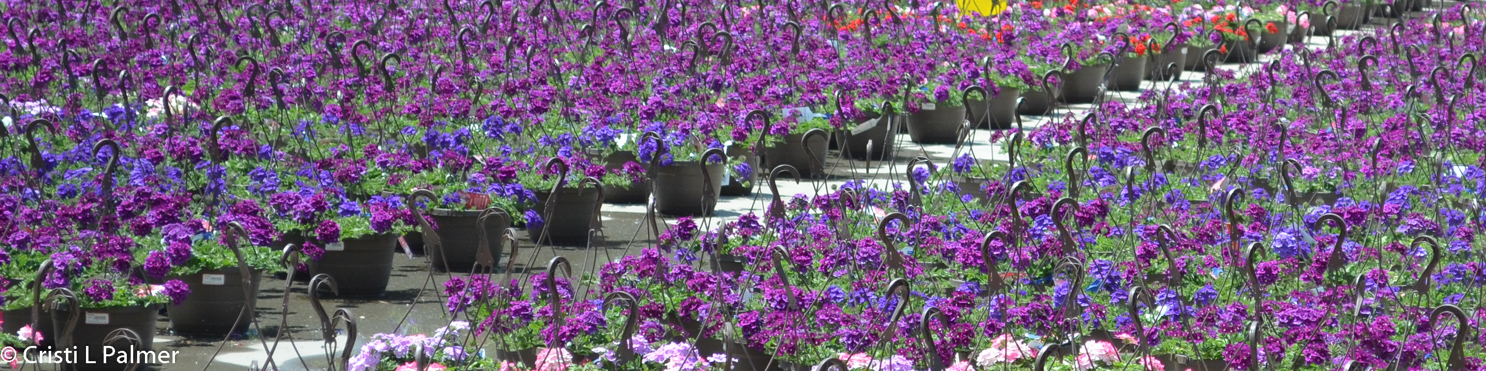 Hundreds of blooming hanging baskets growing outdoors on cement slab at commercial operation