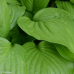 Hosta leaves