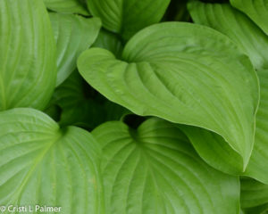 Hosta leaves