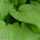 Hosta leaves