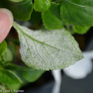 Lower side of impatiens leaf with fuzzy fungal growth with spores