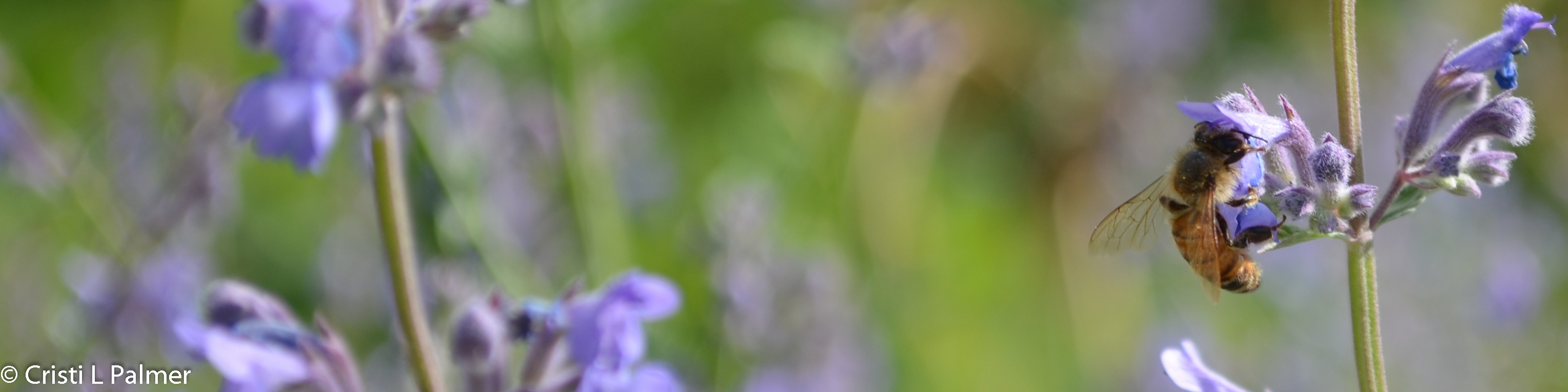 Honey bee collecting nectar from Russian sage flower