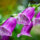 Closeup of Lady's Glove flower