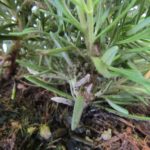 Moth larvae eating away rosemary plant