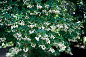 Enkianthus blooming in spring