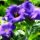 Bell shaped flowers facing upwards above foliage