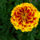 Marigold flower