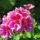 Geranium Flower