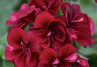 Geranium7 Closeup of annual geranium with double flowers