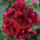 Closeup of annual geranium with double flowers