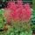 Tiny heuchera flowers floating above foliage