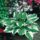 Hosta foliage and white flowers
