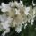Hydrangea flower