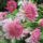 Closeup of chrysanthemum flowers