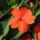 New Guinea impatiens plant