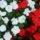 Flowering garden impatiens