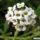 Sweet alyssum flowers