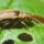 Leaf beetle eating leaf