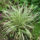 Liriope clump of grasslike foliage