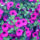 Petunia flowers and foliage