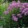 Garden phlox flowers