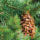 Douglas fir branch with cone