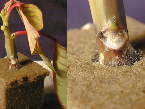 Poinsettia rooted plug in media with fungal hyphae at crown caused by rhizoctonia web blight