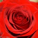 Closeup of tea rose flower