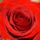 Closeup of tea rose flower