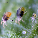 Spider mites on leaf