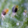 Spider mites on leaf