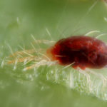 Female spider mite on leaf