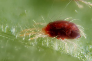 Female spider mite on leaf