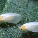 Greenhouse whitefly adults