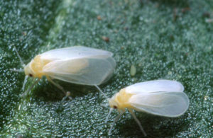 Greenhouse whitefly adults