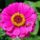 Bee on Zinnia flower