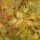 Japanese Maple finely divided leaves