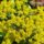 Closeup of Alyssum Flowers