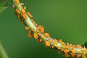 Aphids on stem