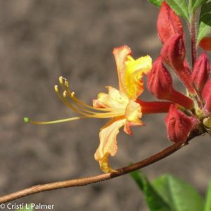 Azalea flower