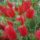 Bunch of Callestemon flowers