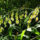Flat drooping seed heads hanging off Chasmanthium grass stems