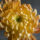 Closeup of chrysanthemum flower
