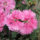 Group of Dianthus flowers