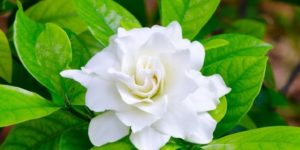 Closeup of Gardenia flower